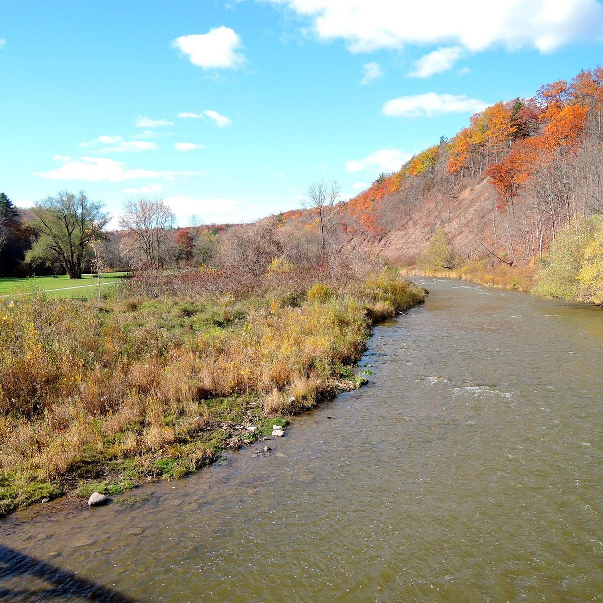 Lots of salmon running on Bronte Creek in Oakville, Ontario. : r/Fishing