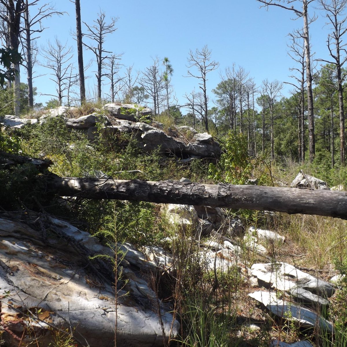 KISATCHIE NATIONAL FOREST (Provencal) Tutto quello che c'è da sapere