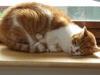 21年 湘南の保護猫カフェ 湘にゃ庵 行く前に 見どころをチェック トリップアドバイザー 21年 湘南の保護猫カフェ 湘にゃ庵 行く前に 見どころをチェック トリップアドバイザー