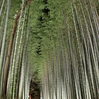 ライトアップされた竹林