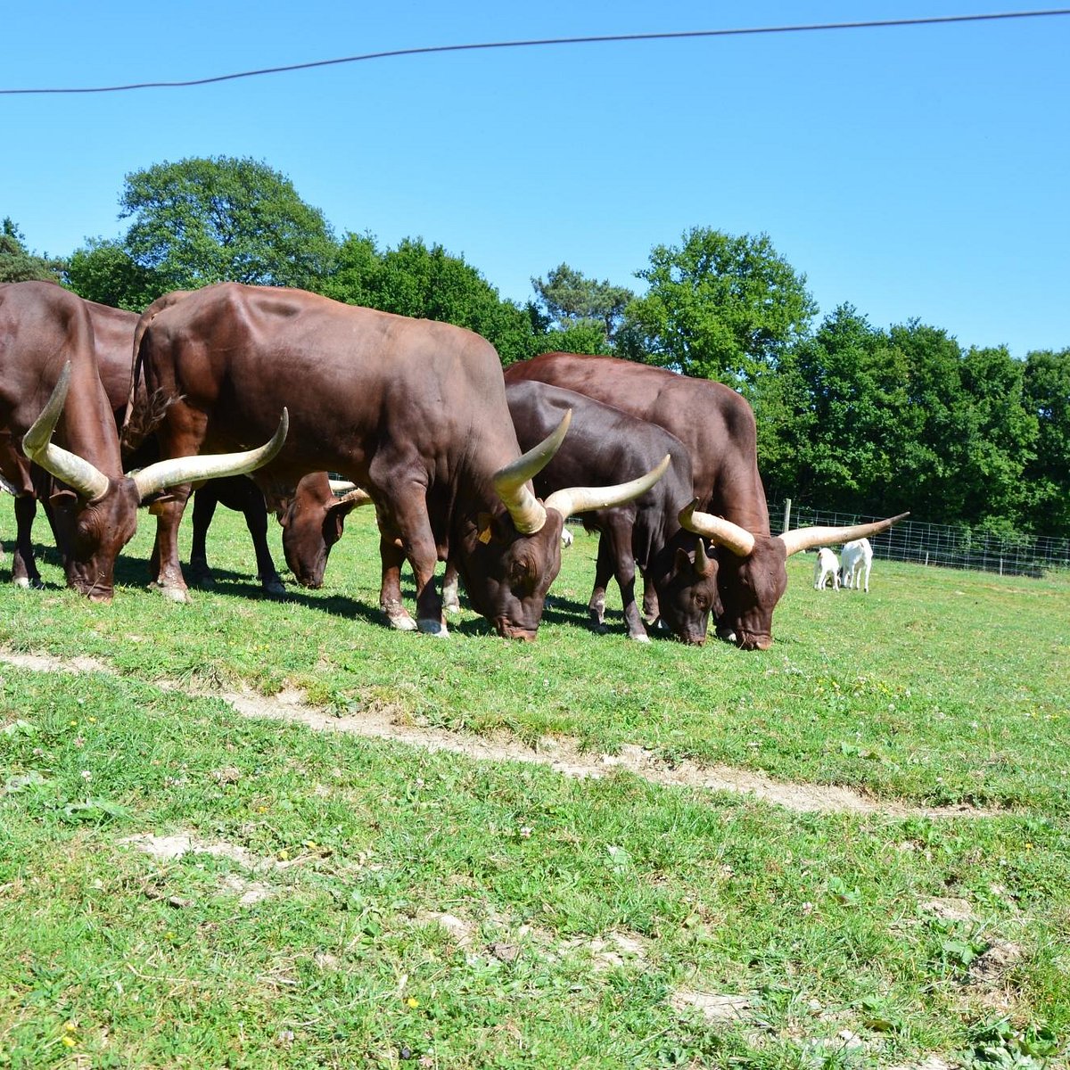 La Ferme Du Monde Carentoir All You Need To Know