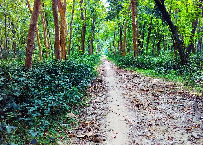 Anandanagar Forest