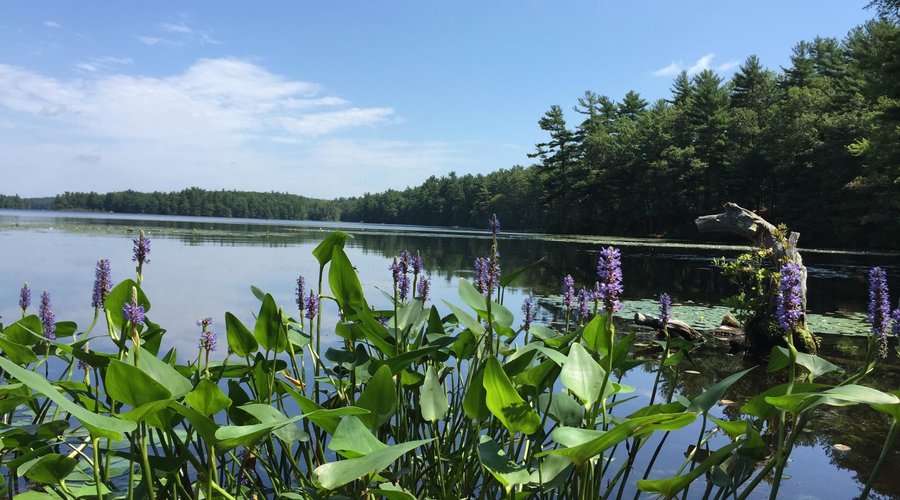 Lake Whitehall State Park - Pond Street
