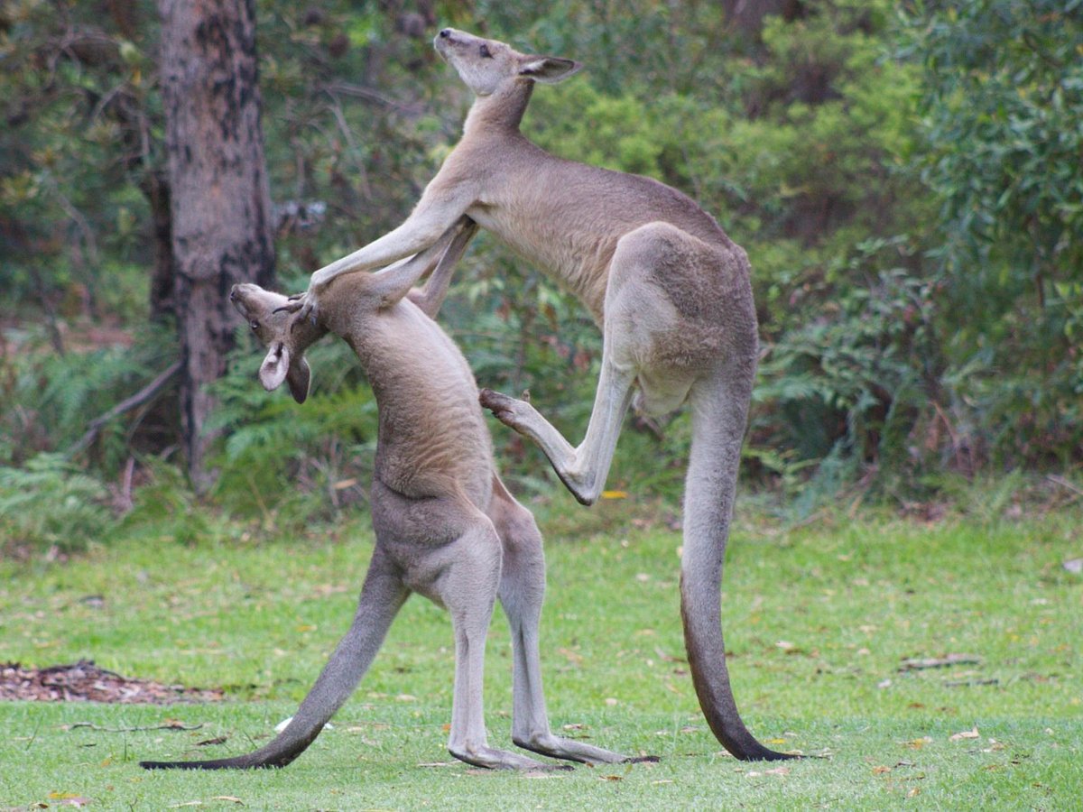 Parque Infantil Kangaroos - Qué SABER antes de ir (ACTUALIZADO 2024) -  Tripadvisor
