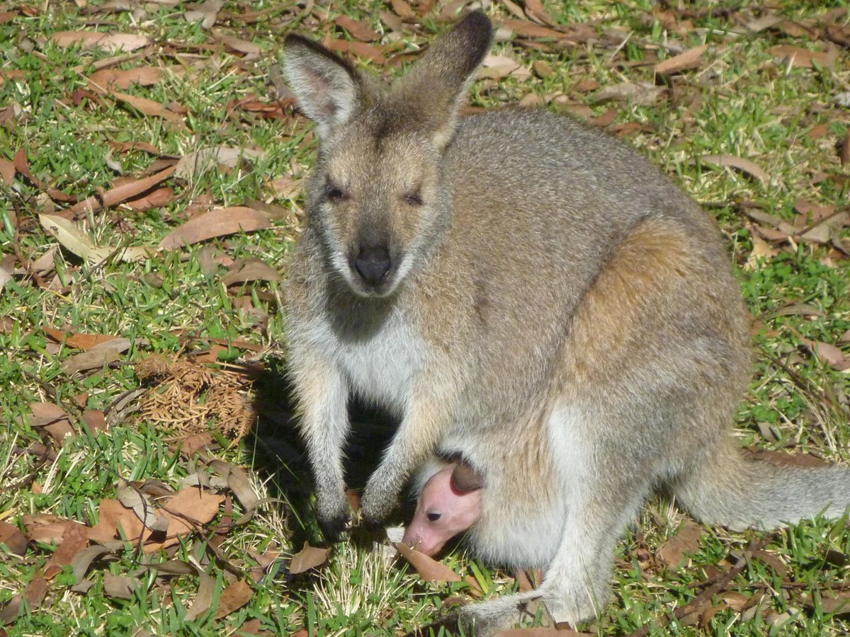 Parque Infantil Kangaroos - Qué SABER antes de ir (ACTUALIZADO 2024) -  Tripadvisor