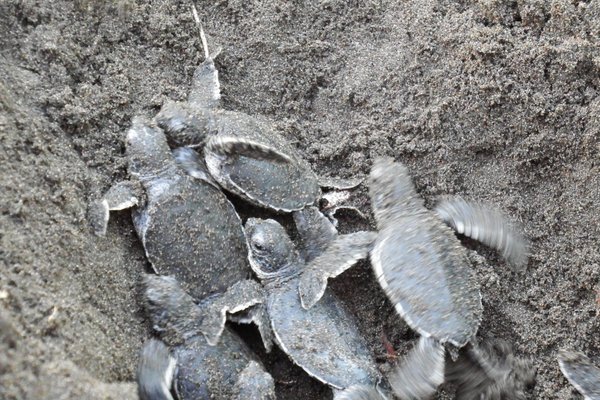 TORTUGA LODGE & GARDENS (TORTUGUERO, COSTA RICA): 1.943 fotos, comparação  de preços e 7 avaliações - Tripadvisor