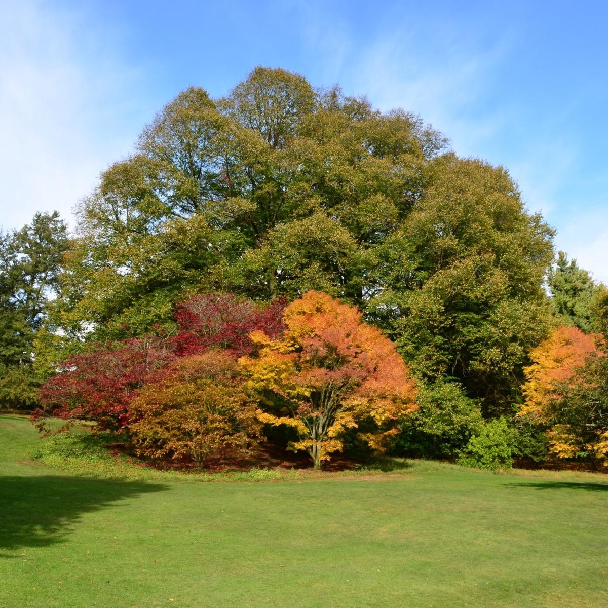 are dogs allowed in batsford arboretum