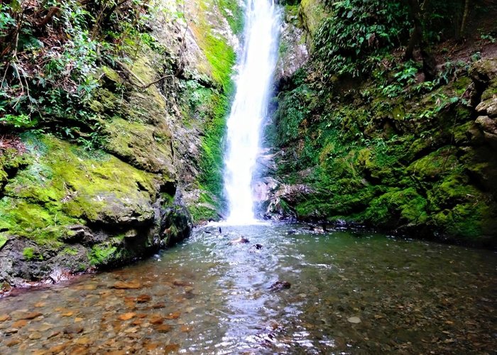 Playful Seal Pups at Ohau Waterfall