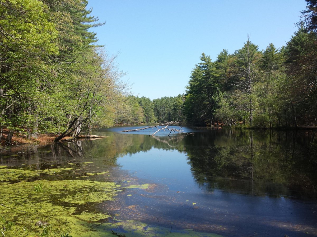 Escape to Nature's Embrace: Exploring the Enchanting Harold Parker State Forest