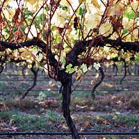 Our vineyard in Autumn