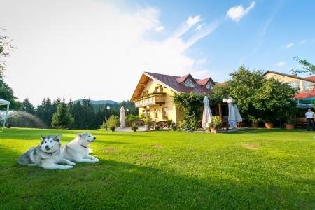 Summer evening at our lawn