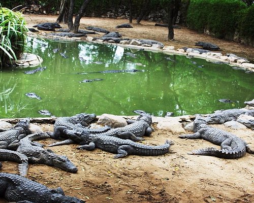 THE 10 BEST Zoos & Aquariums in Tamil Nadu - Tripadvisor