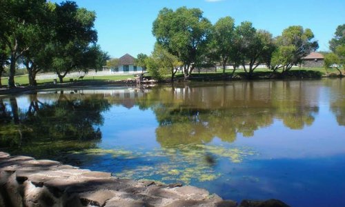 Pond with tiny frogs and endangered fish