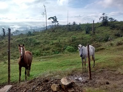 two horses standing in a farm