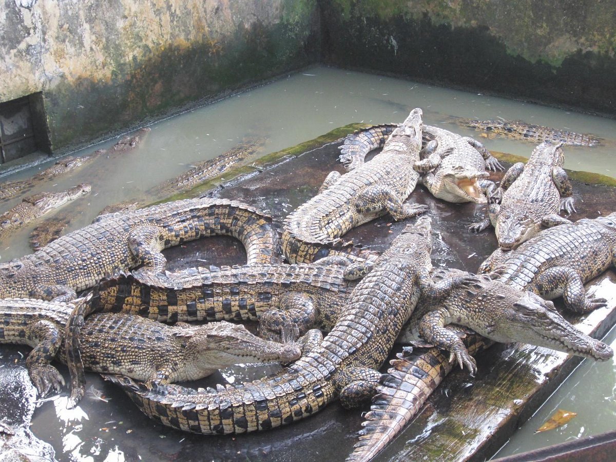Asam Kumbang Crocodile Farm - All You Need to Know BEFORE You Go (2024)