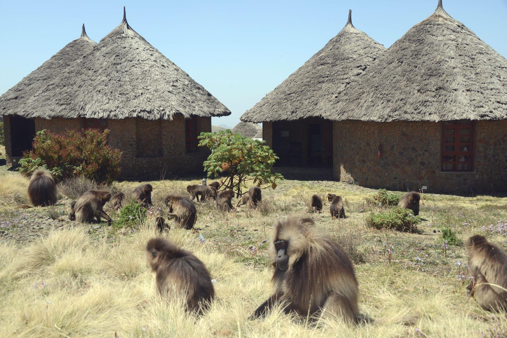Simien Lodge by null