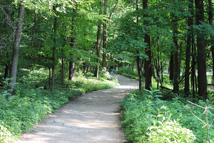 Walkers way into the forest park