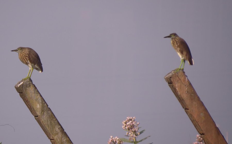 Two pond herons