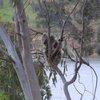Austraveller49