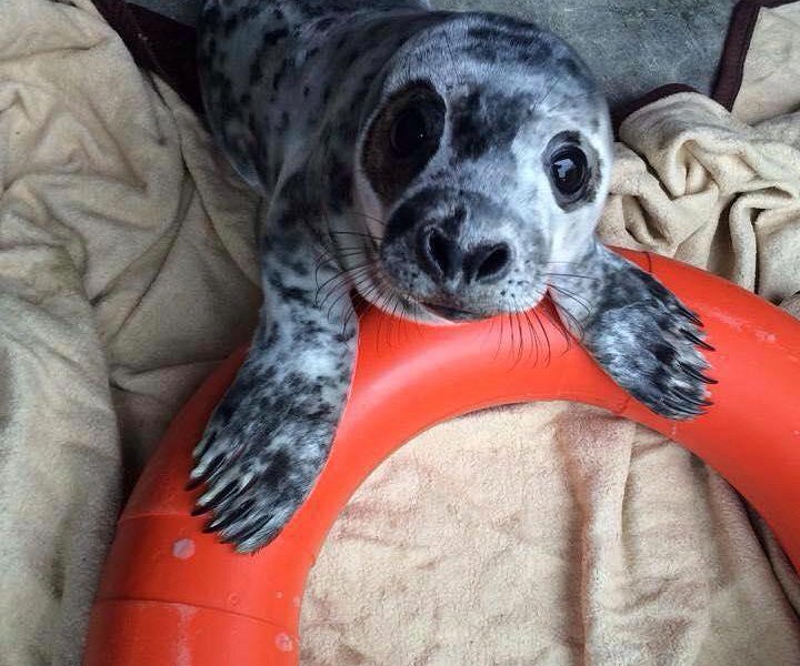 Seal Rescue Ireland image