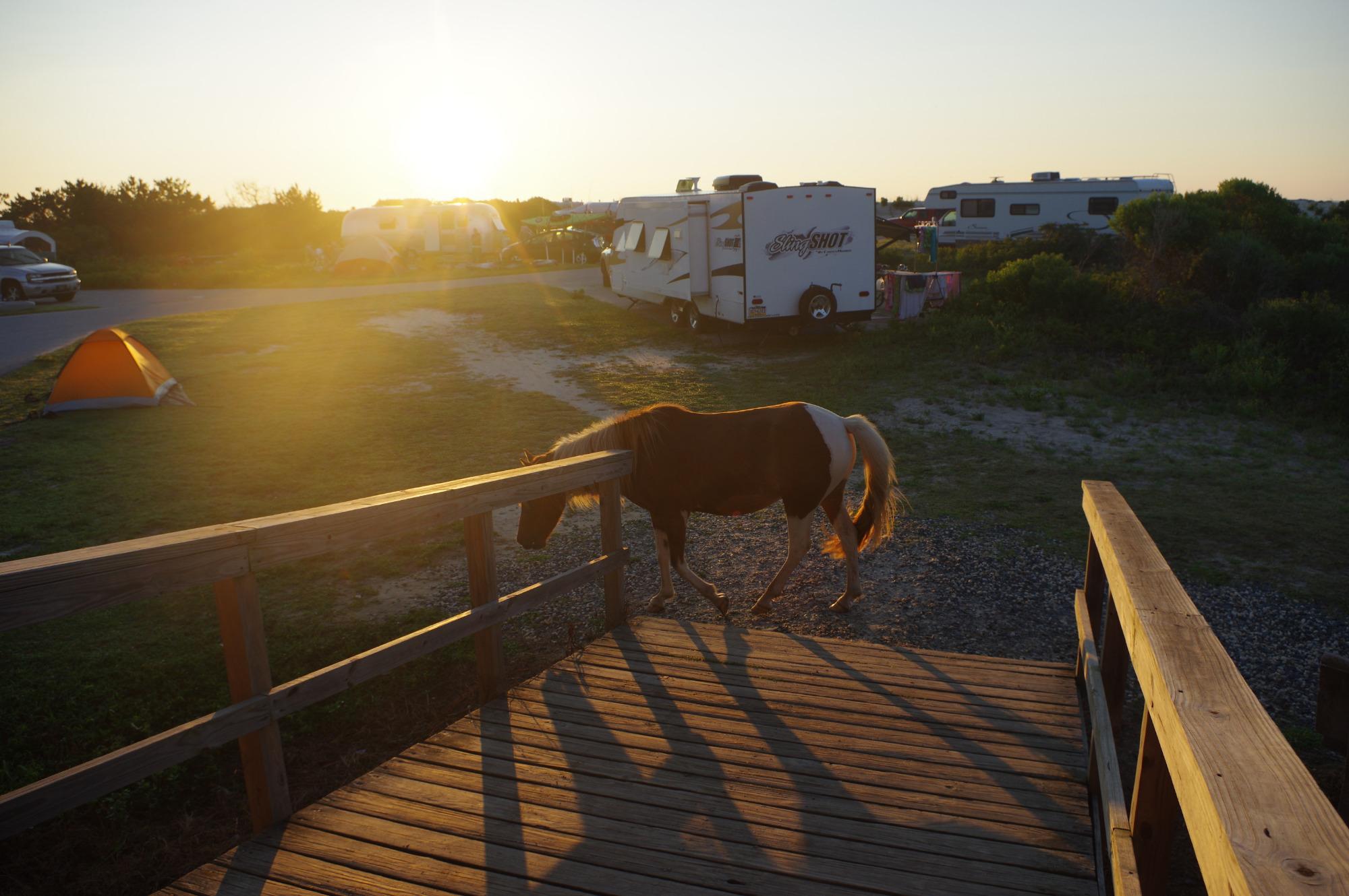 Assateague State Park Camping Rooms Pictures Reviews Tripadvisor   Assateague State Park 