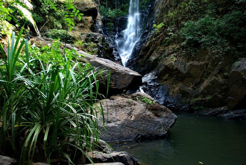 Scenic nature pathway to Mainapi Waterfall though the evergreen and moist  deciduous forests of Netravali Wildlife Sanctuary, Goa, India Stock Photo -  Alamy