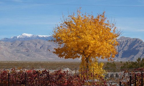 Terry Lynn's photos of Pahrump Valley Winery.