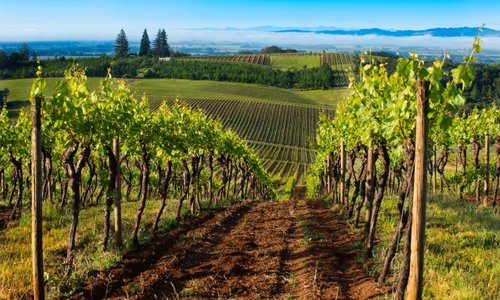 The Historic Hyland Vineyard (McMinnville AVA)