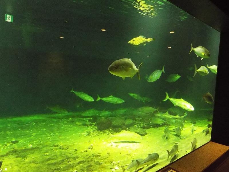 Shirahama Aquarium Kyoto University image