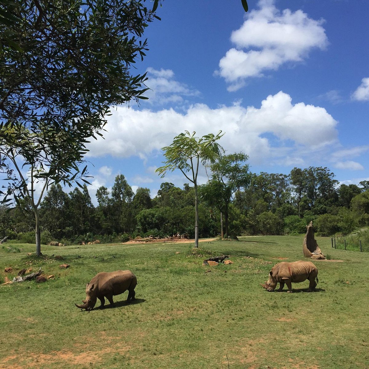AUSTRALIA ZOO (Beerwah) - All You Need to Know BEFORE You Go