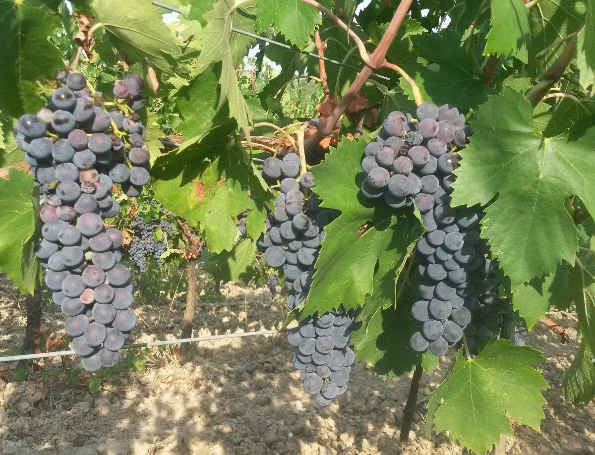 Degustazione di vini presso la Tenuta Barbadoro vicino a Firenze