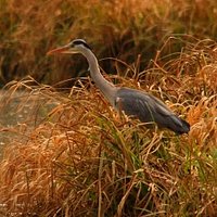 heron lakeside