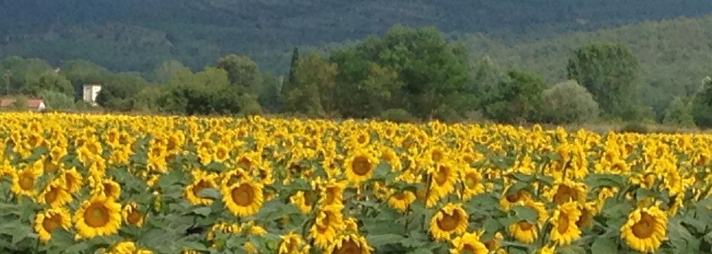 tournesols italiens
