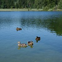 Schwansee