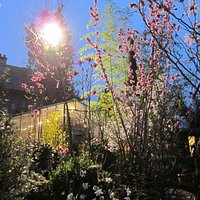 Prunus de printemps