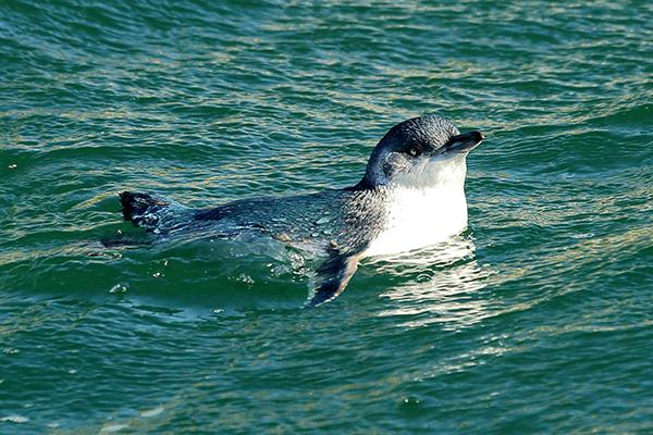 BLUE PENGUINS PUKEKURA (Dunedin) - All You Need To Know BEFORE You Go