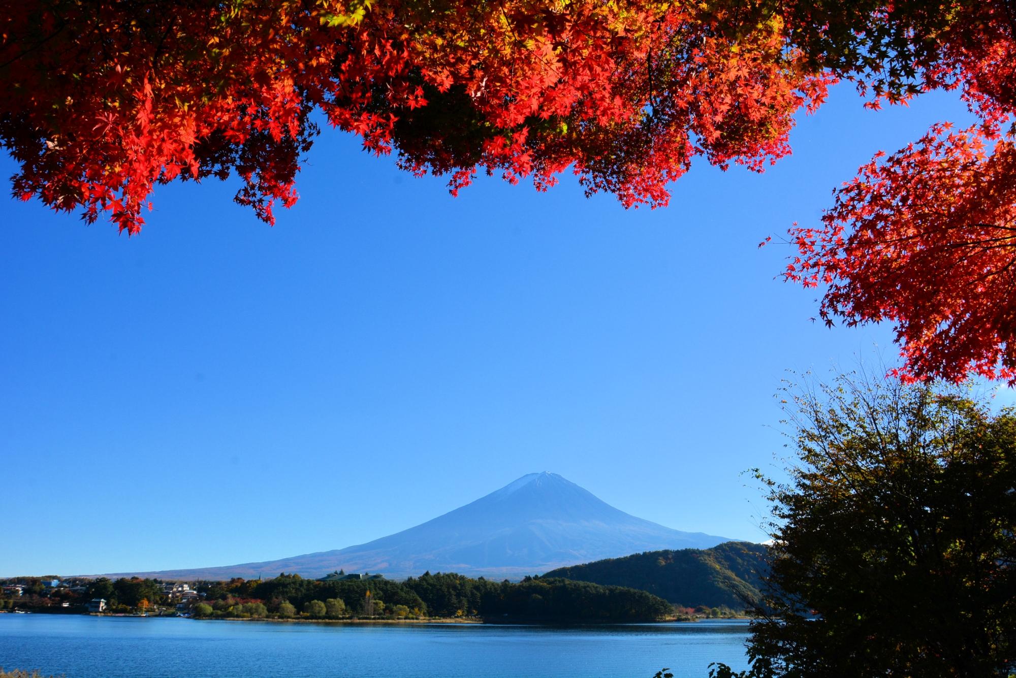 Momiji Tunnel (富士河口湖町) - 旅游景点点评- Tripadvisor