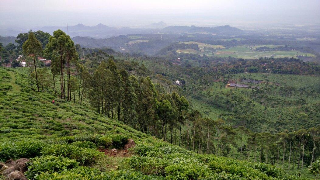 Kebun Teh Jamus (Lereng Gunung Lawu) (Ngawi, Indonesia) - Review ...