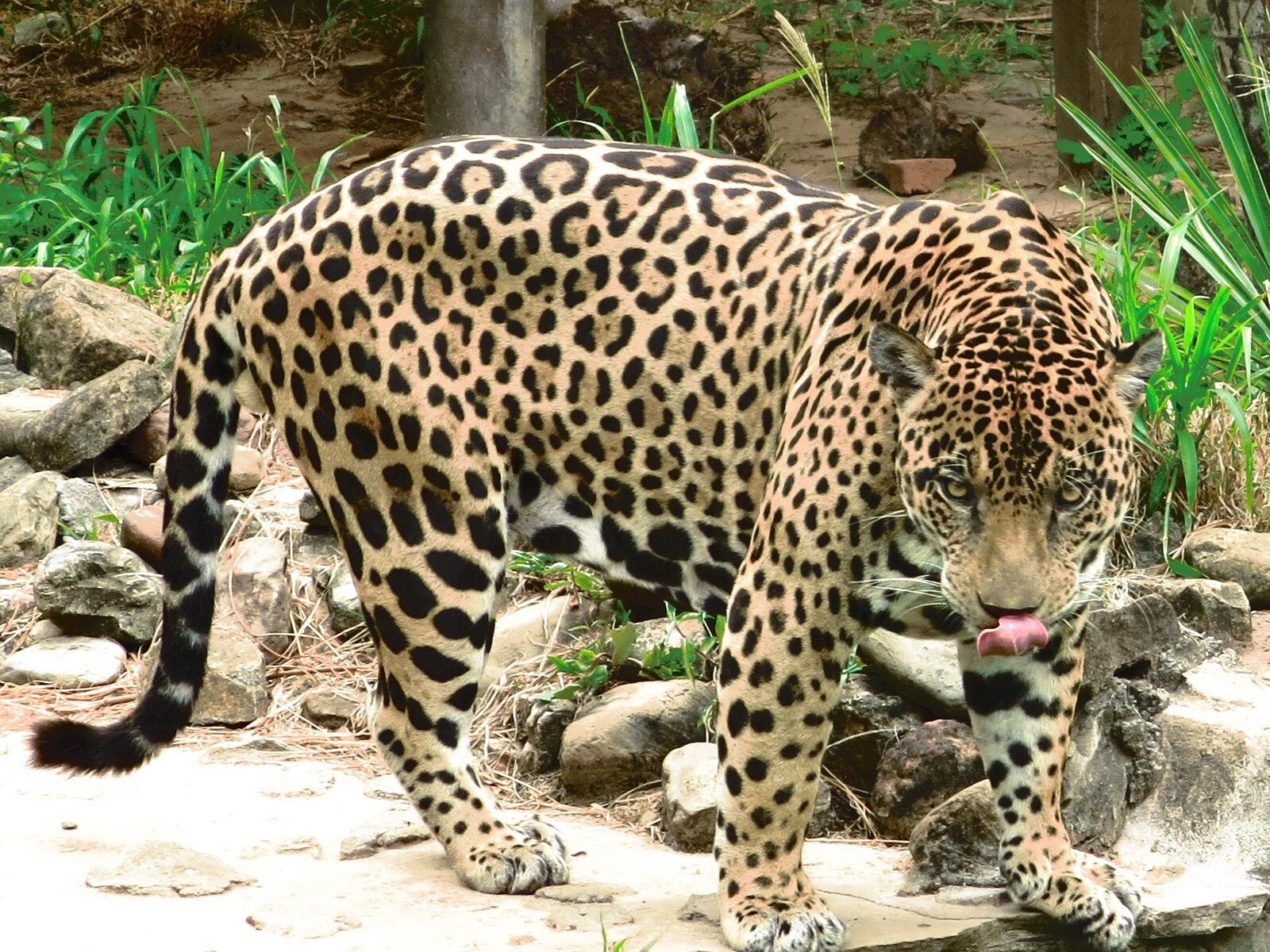 Zool gico Municipal de Fauna Sudamericana Noel Kempff Mercado