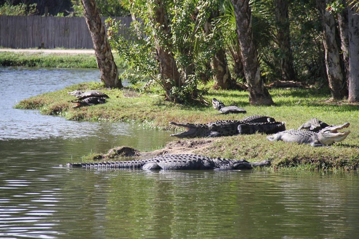 GATORAMA: BRAMIDOS, RUGIDOS E O ENCANTO DA VELHA FLÓRIDA