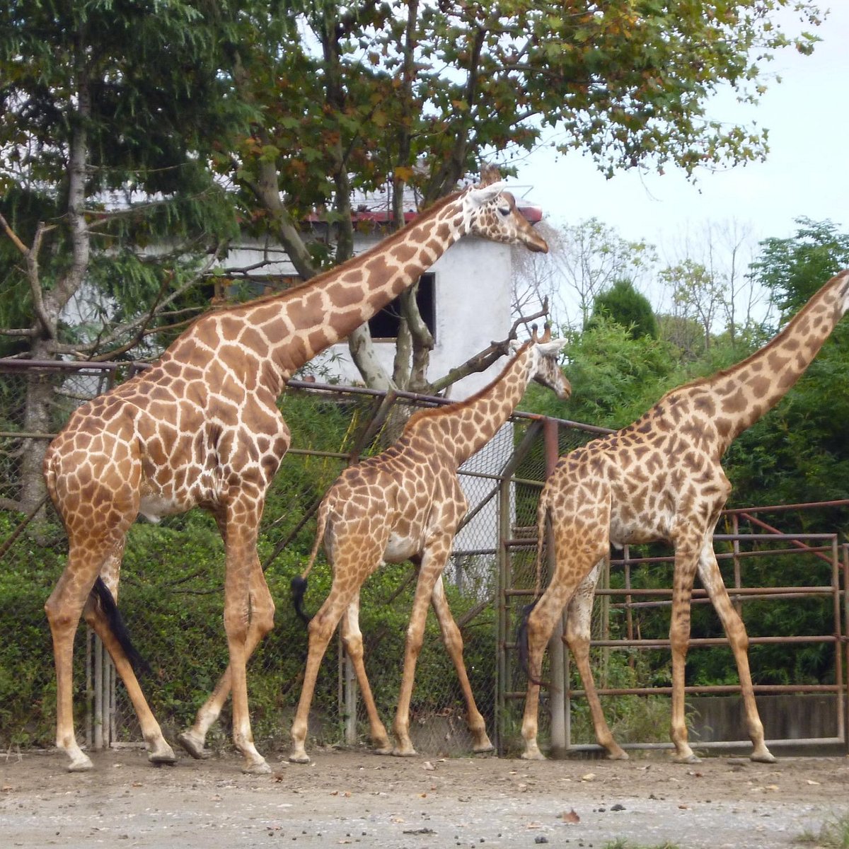 Shanghai Wild Animal Park - All You Need to Know BEFORE You Go