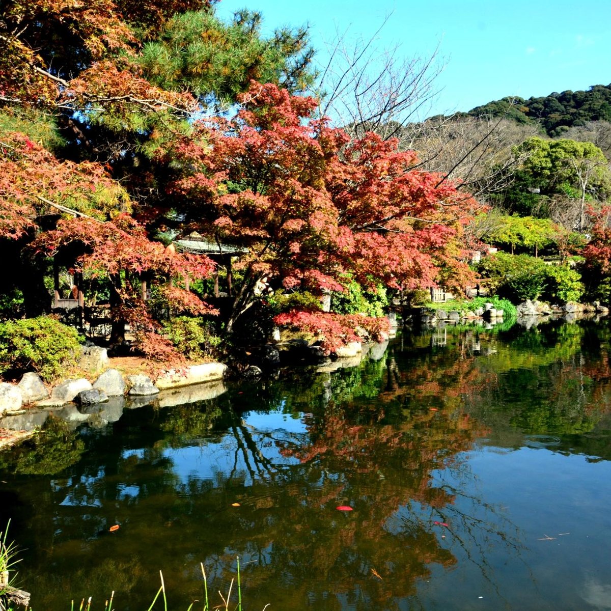 Maruyama Park (Kyoto) - All You Need to Know BEFORE You Go