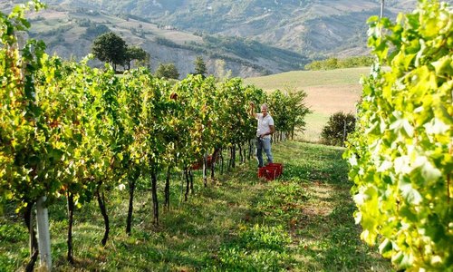 Prasiano vineyard