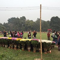 The annual flower show