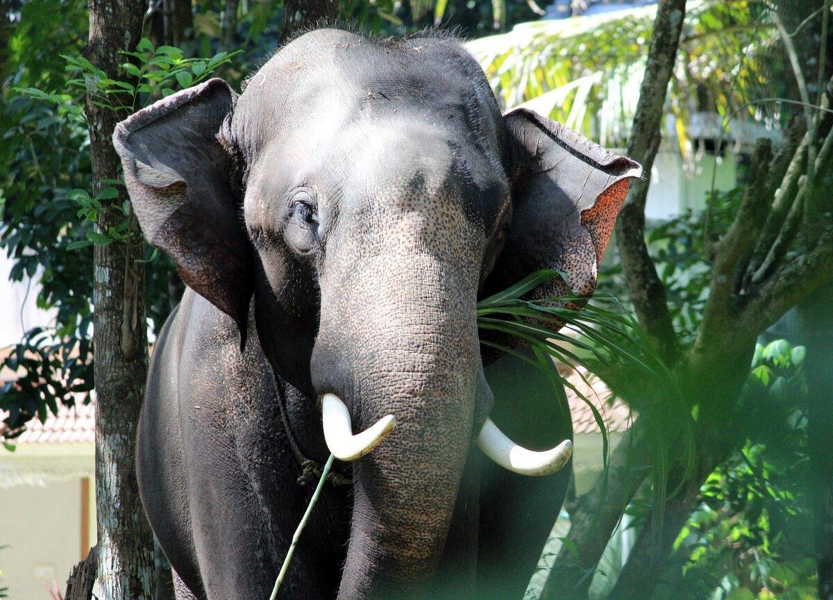 Kodanand Elephant Training Centre (Kodanad) - All You Need to Know ...