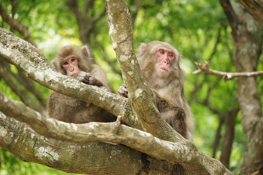 Takasakiyama Natural Zoo (Oita): AGGIORNATO 2021 - tutto quello che c&#39;è da sapere - Tripadvisor