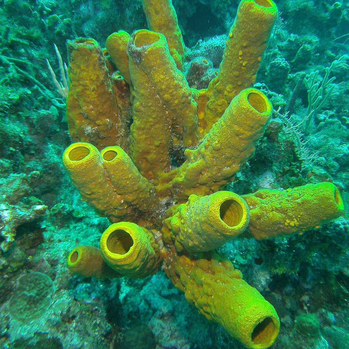 Sponge Grotto  Marine Biology