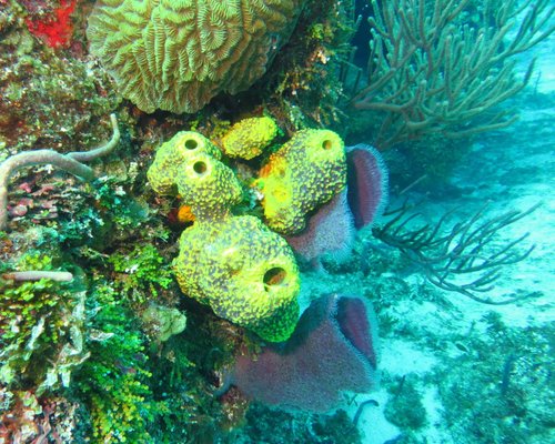 THE 10 BEST Cozumel Reefs (Updated 2023) - Tripadvisor