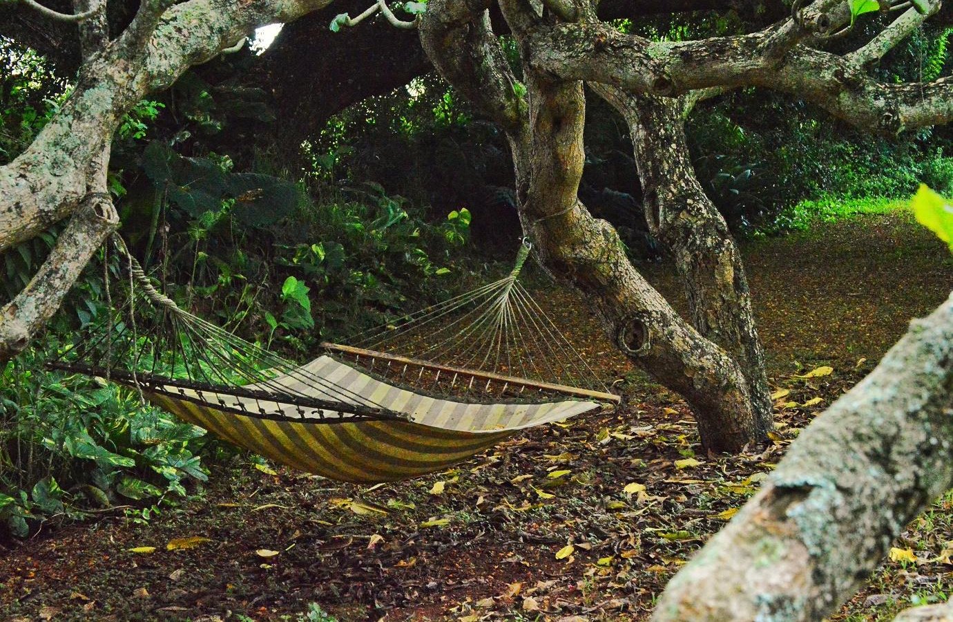 Banyan Tree Bed and Breakfast by null