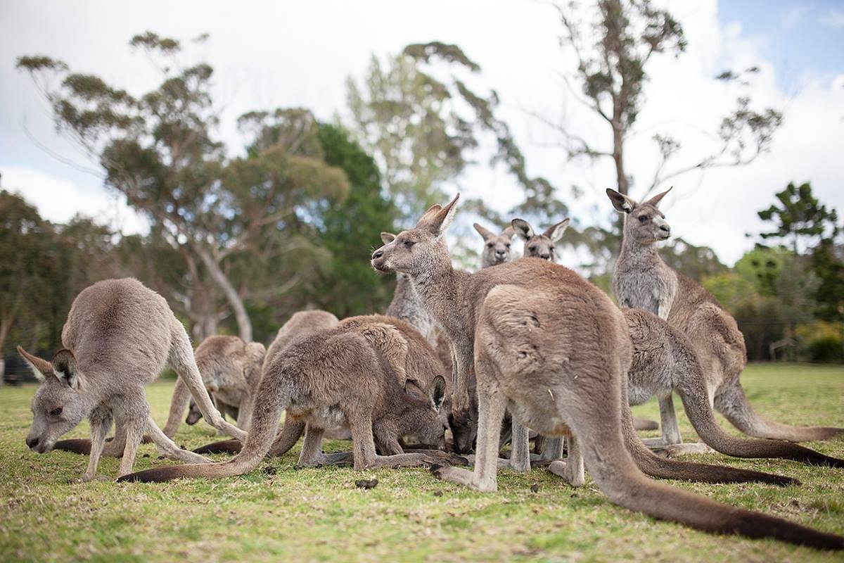 Symbio Wildlife Park | Sydney, Australia - Official Travel & Accommodation Website
